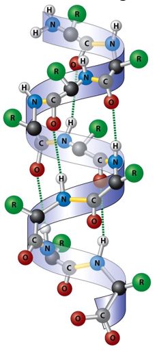 α-Helixstruktur