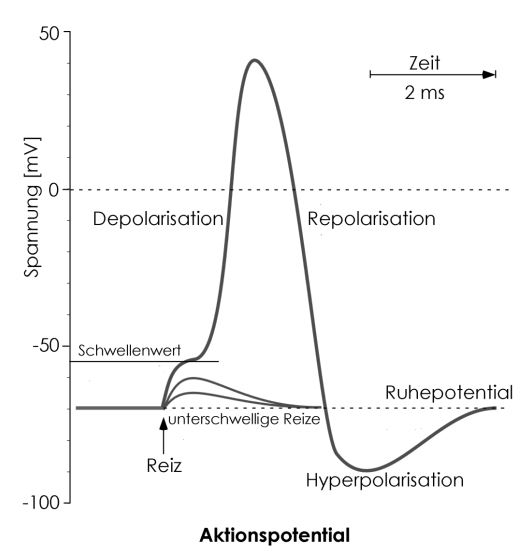 Aktionspotential Fortsetzung