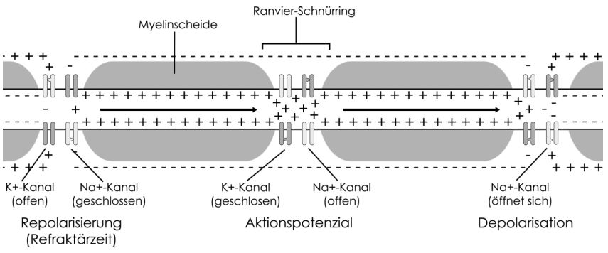 Aktionspotential