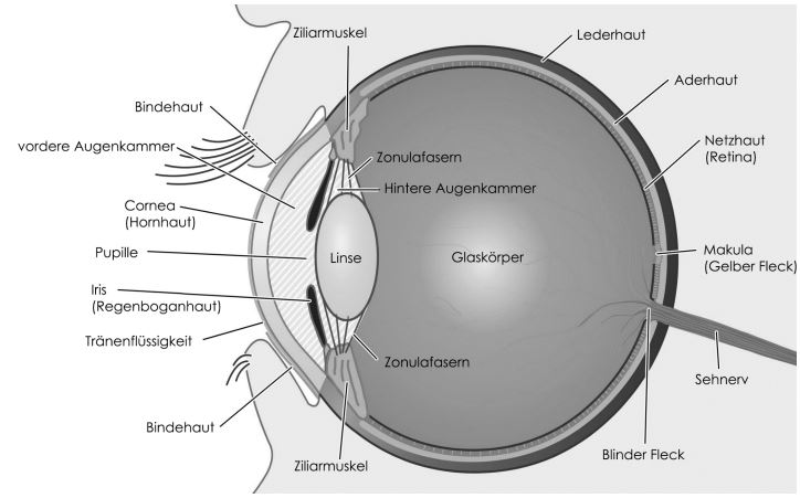 Aufbaue-des-Auges