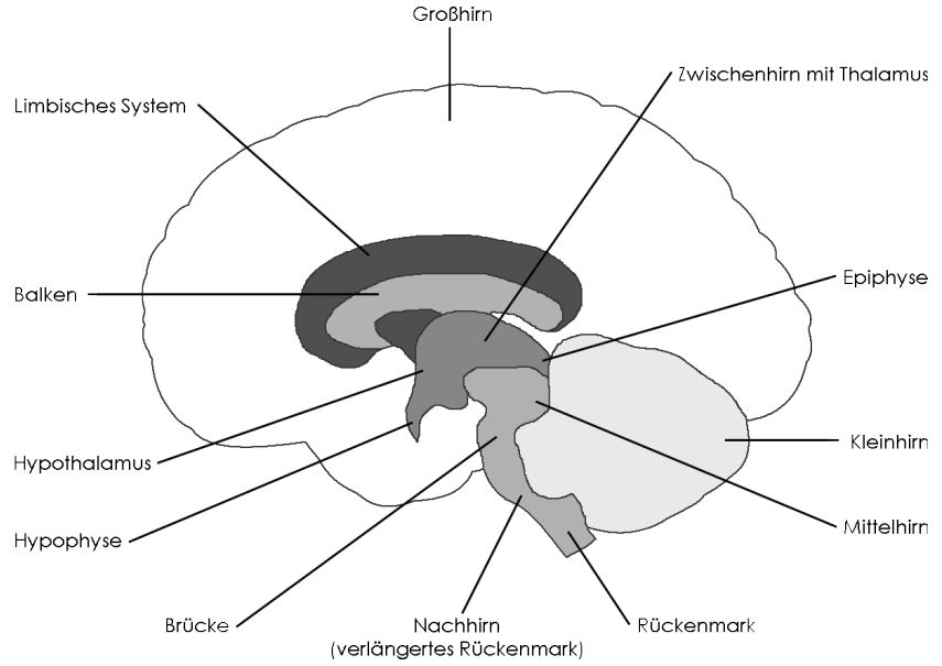 Das Gehirn