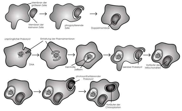Was Ist Die Endosymbiontentheorie Biozönose [Biologie Abiturvorbereitung] - StudyHelp Online-Lernen