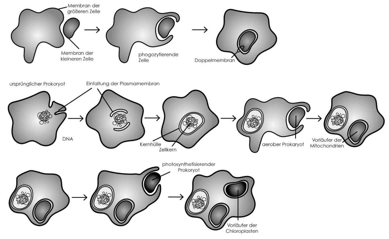 Endosymbiontentheorie