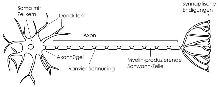 Nervenzellen