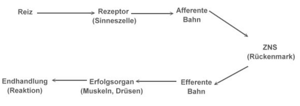 Verhaltensbiologie